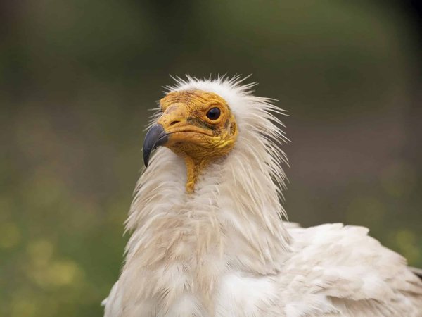 Comment visiter les pyramides en Égypte ?